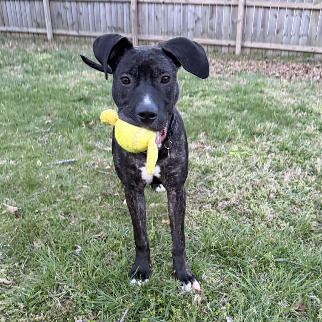 Enlarge Topaz, a Adoptable mixed breed in Nashville, TN image 4/6