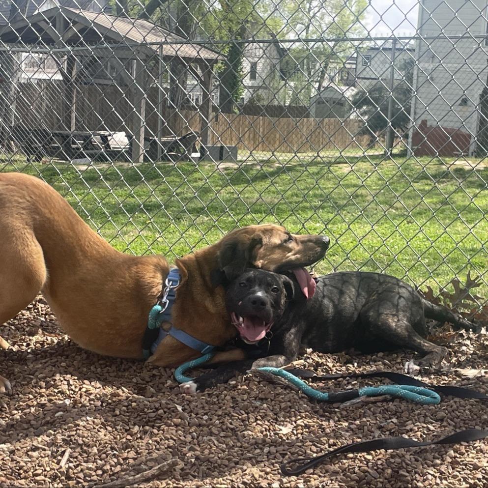 Enlarge Topaz, a Adoptable mixed breed in Nashville, TN image 6/6