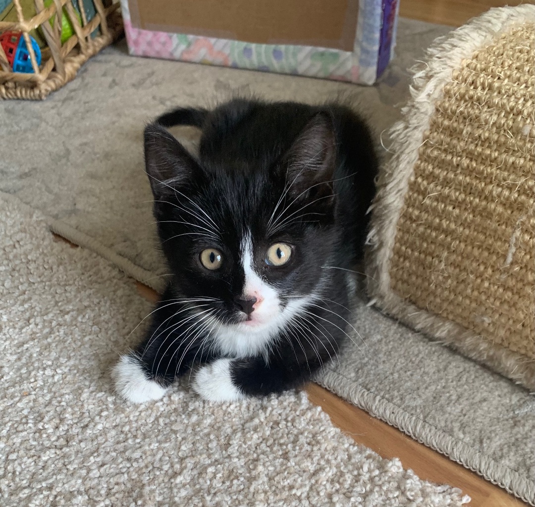 Lucky, Adopted, Kitten Male Tuxedo & American Shorthair.