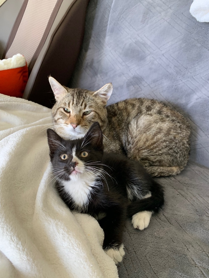 Lucky, a Adopted mixed breed in San Rafael, CA image 2/6