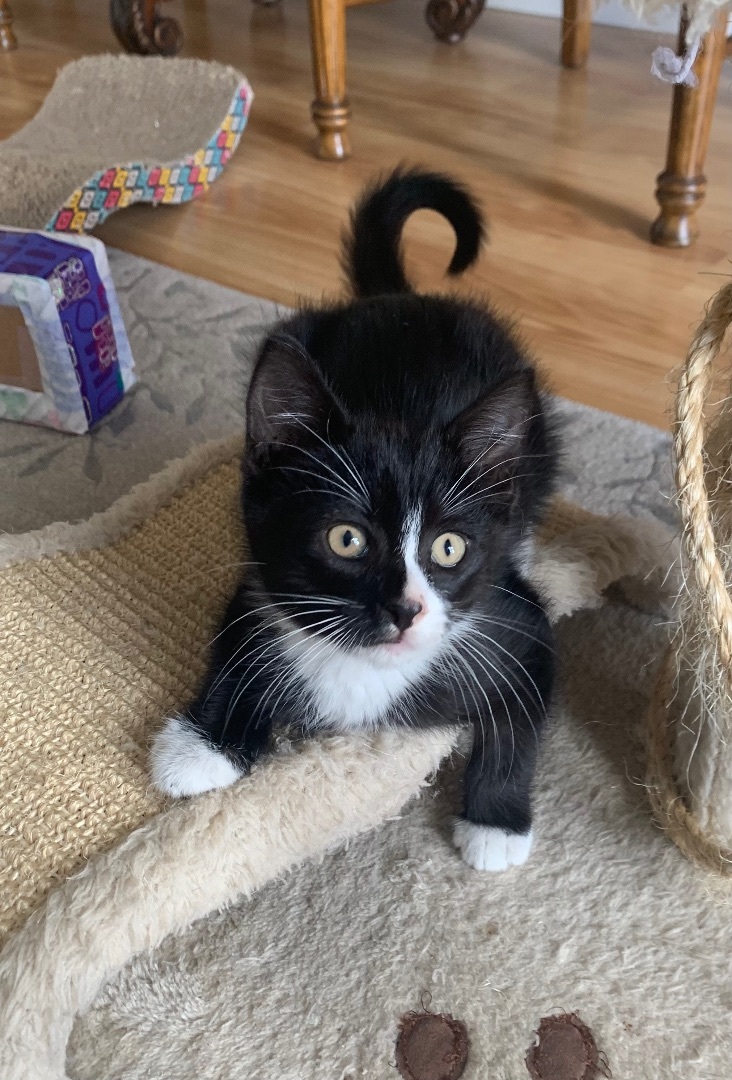 Lucky, a Adopted mixed breed in San Rafael, CA image 4/6