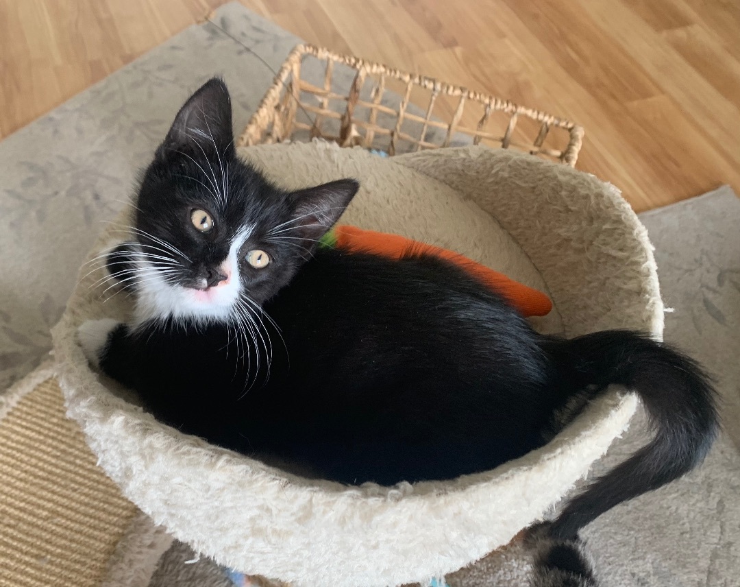 Lucky, a Adopted mixed breed in San Rafael, CA image 5/6