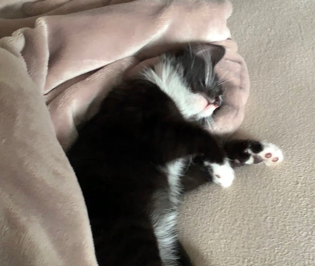 Lucky, a Adopted mixed breed in San Rafael, CA image 6/6