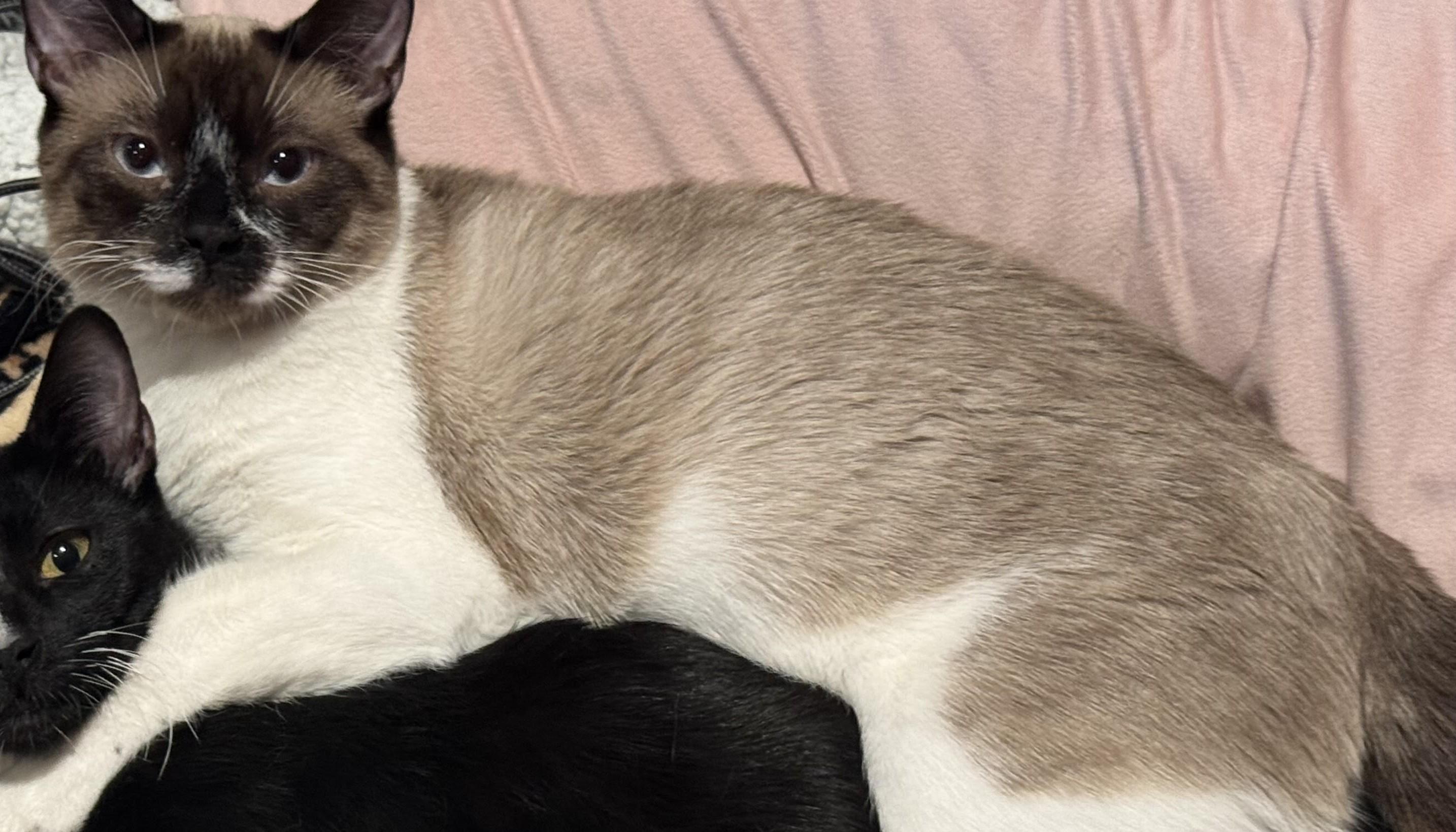Max (bonded with Leo), an adopted Siamese in Laguna Woods, CA image 2/3