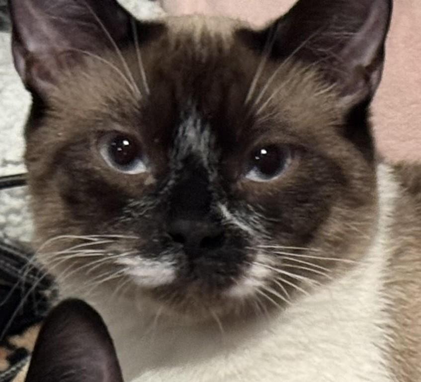 Max (bonded with Leo), an adopted Siamese in Laguna Woods, CA image 1/3