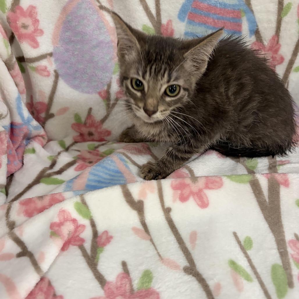 Clove, Adoptable, Kitten Female Domestic Short Hair.
