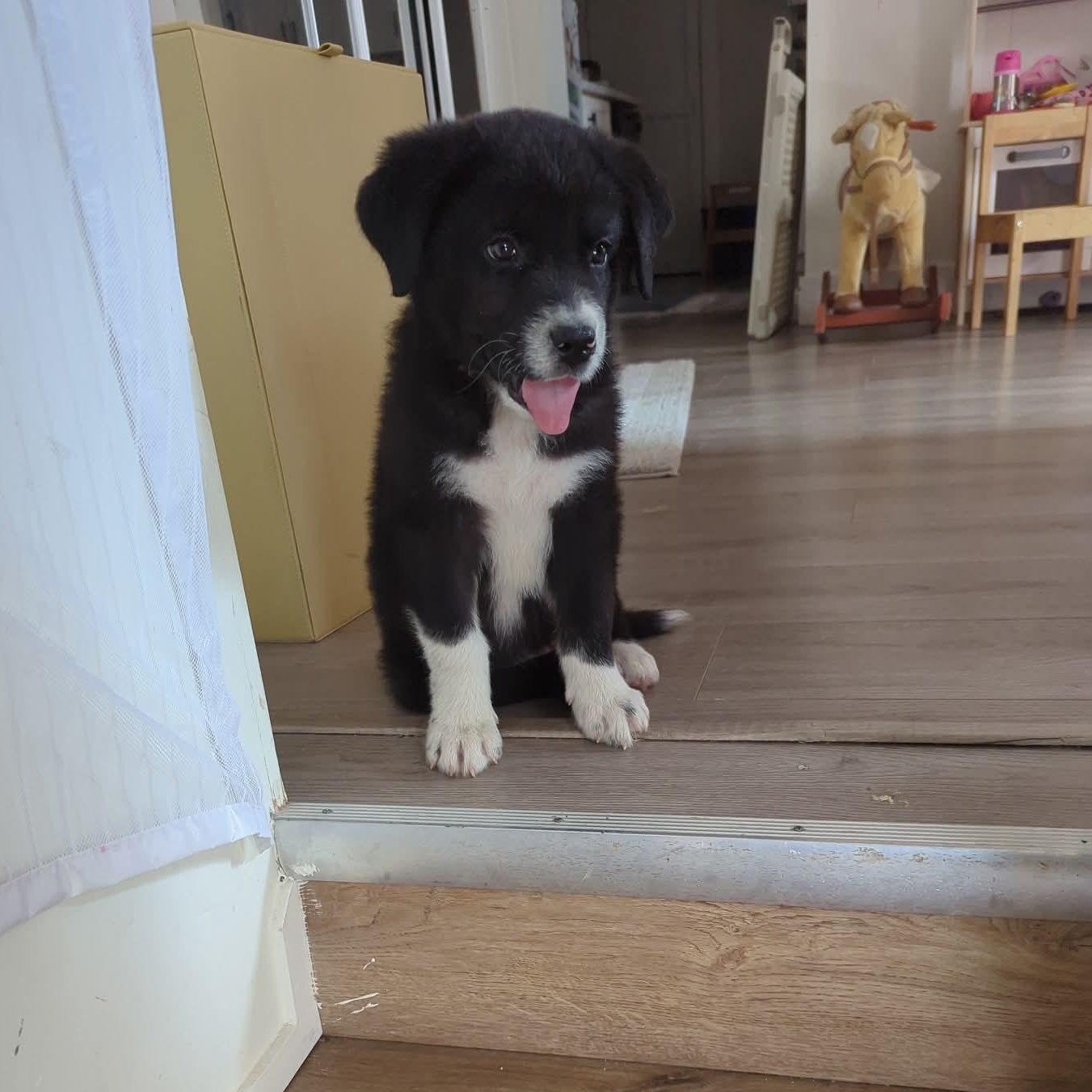 Enlarge Romeo, an adopted Mixed Breed in Woodstock, ON image 1/1