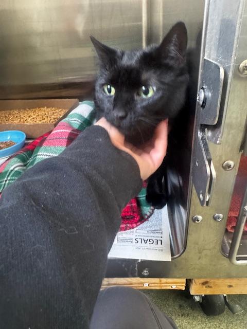 Stella, adopted, Adult Female Domestic Short Hair.