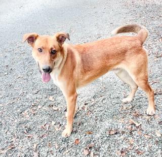 Merv, ADOPTABLE, Young Male Carolina Dog & Shepherd.
