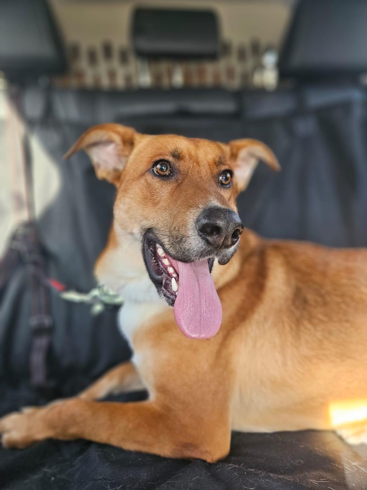 Merv, a ADOPTABLE mixed breed in Manhasset, NY image 2/6