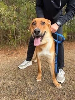 Merv, a ADOPTABLE mixed breed in Manhasset, NY image 3/6