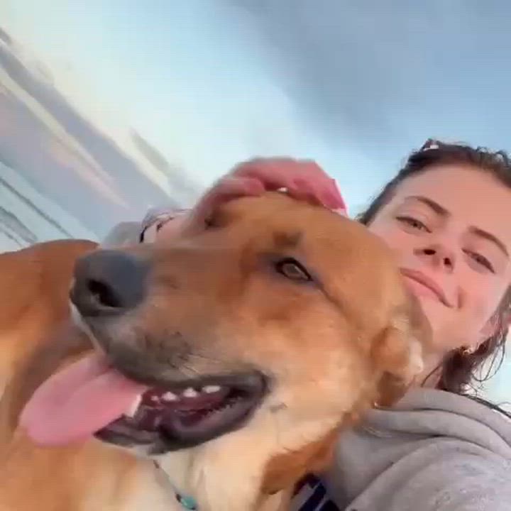 Enlarge Merv, a ADOPTABLE mixed breed in Manhasset, NY video 6/6