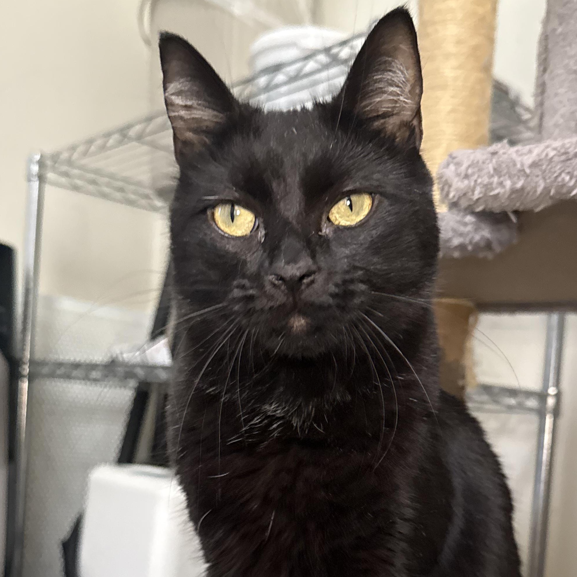 Licorice, adoptable, Young Female Domestic Long Hair.