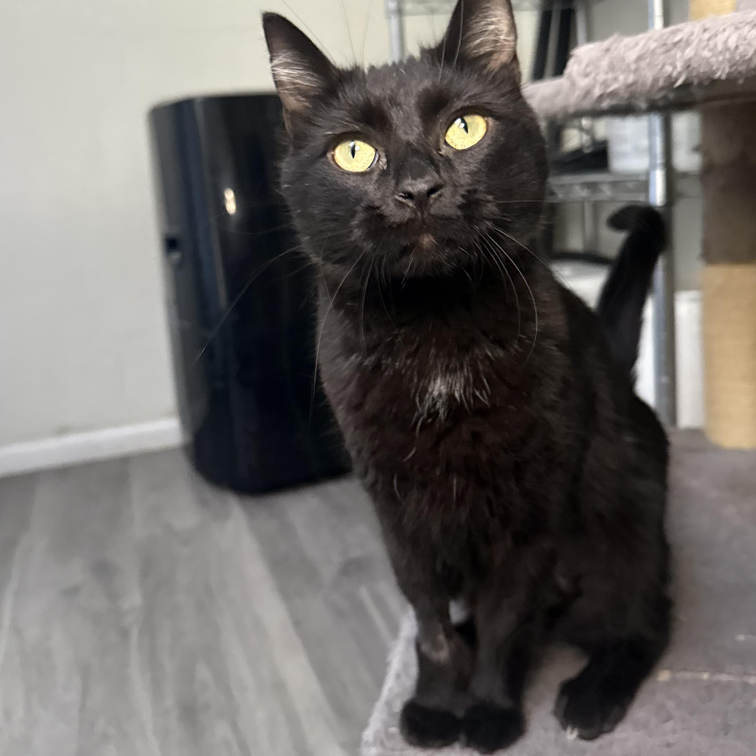 Licorice, an adoptable Domestic Long Hair in Santa Monica, CA image 2/2
