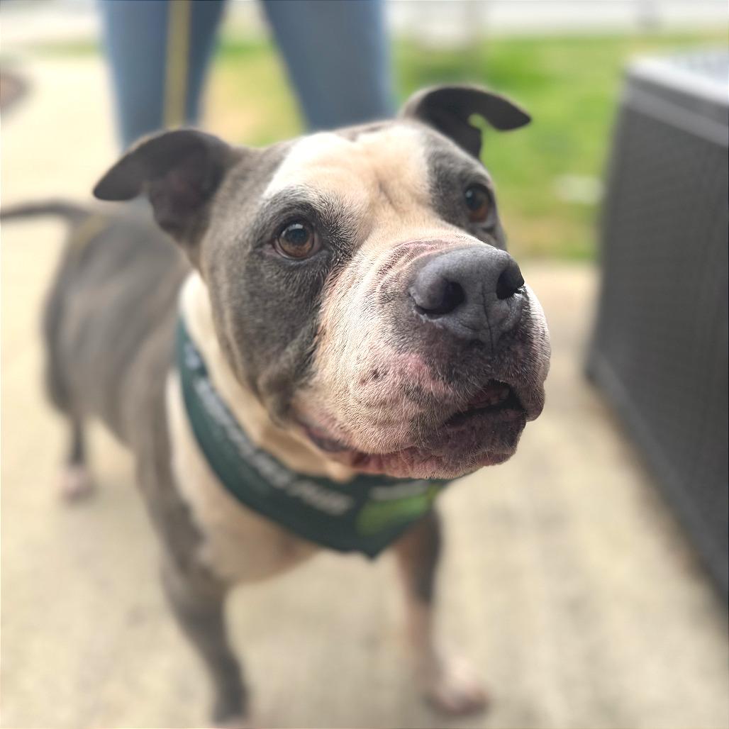 Trooper — thumbnail 2