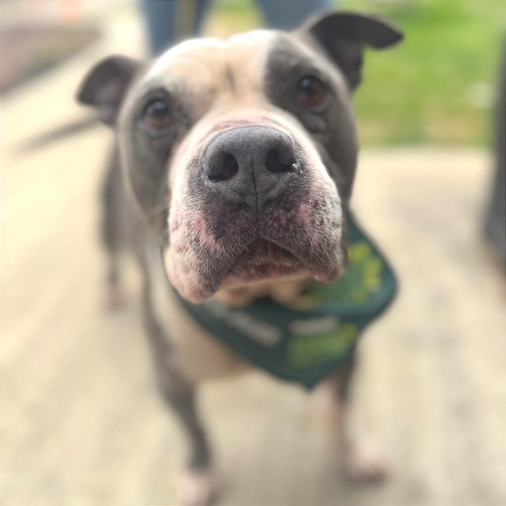 Trooper — thumbnail 3