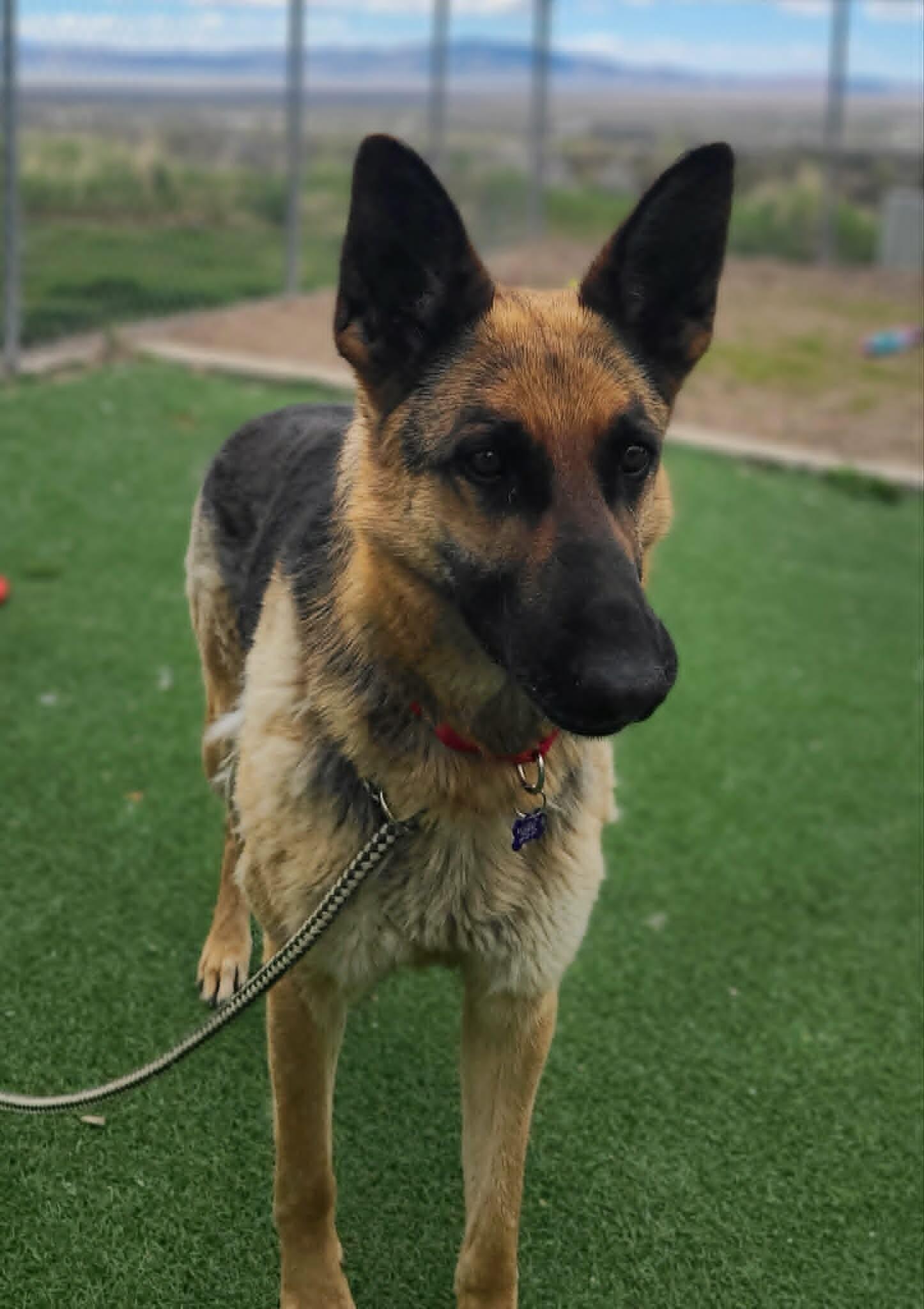 Squirt, Adoptable, Adult Female German Shepherd Dog.
