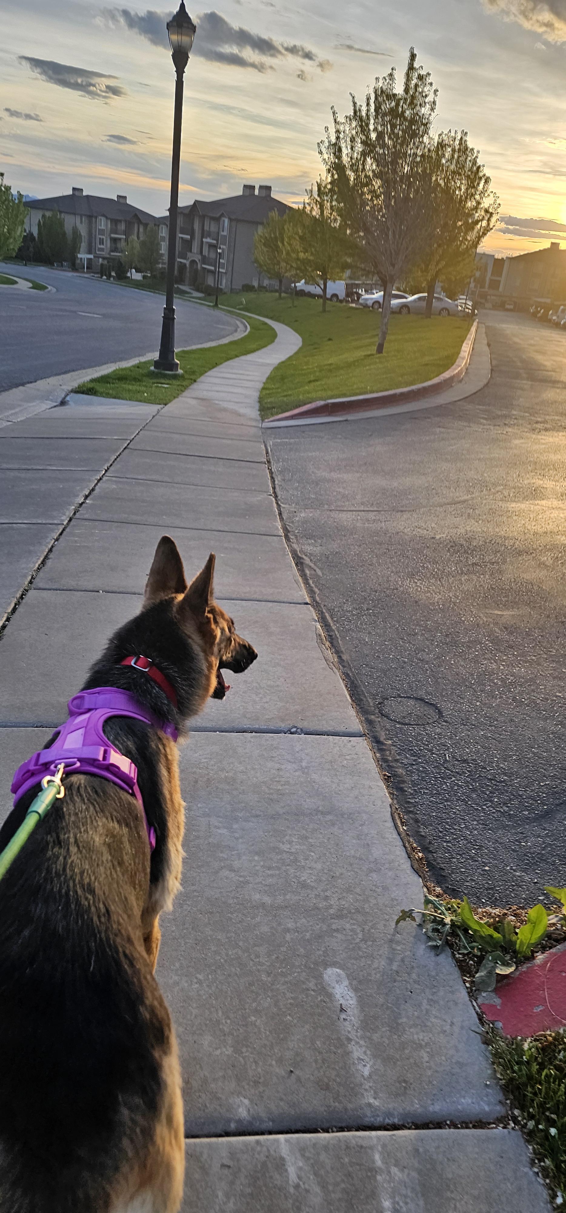 Enlarge Squirt, a Adoptable German Shepherd Dog in Fruit Heights, UT image 2/6