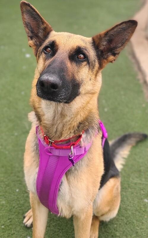 Enlarge Squirt, a Adoptable German Shepherd Dog in Fruit Heights, UT image 3/6