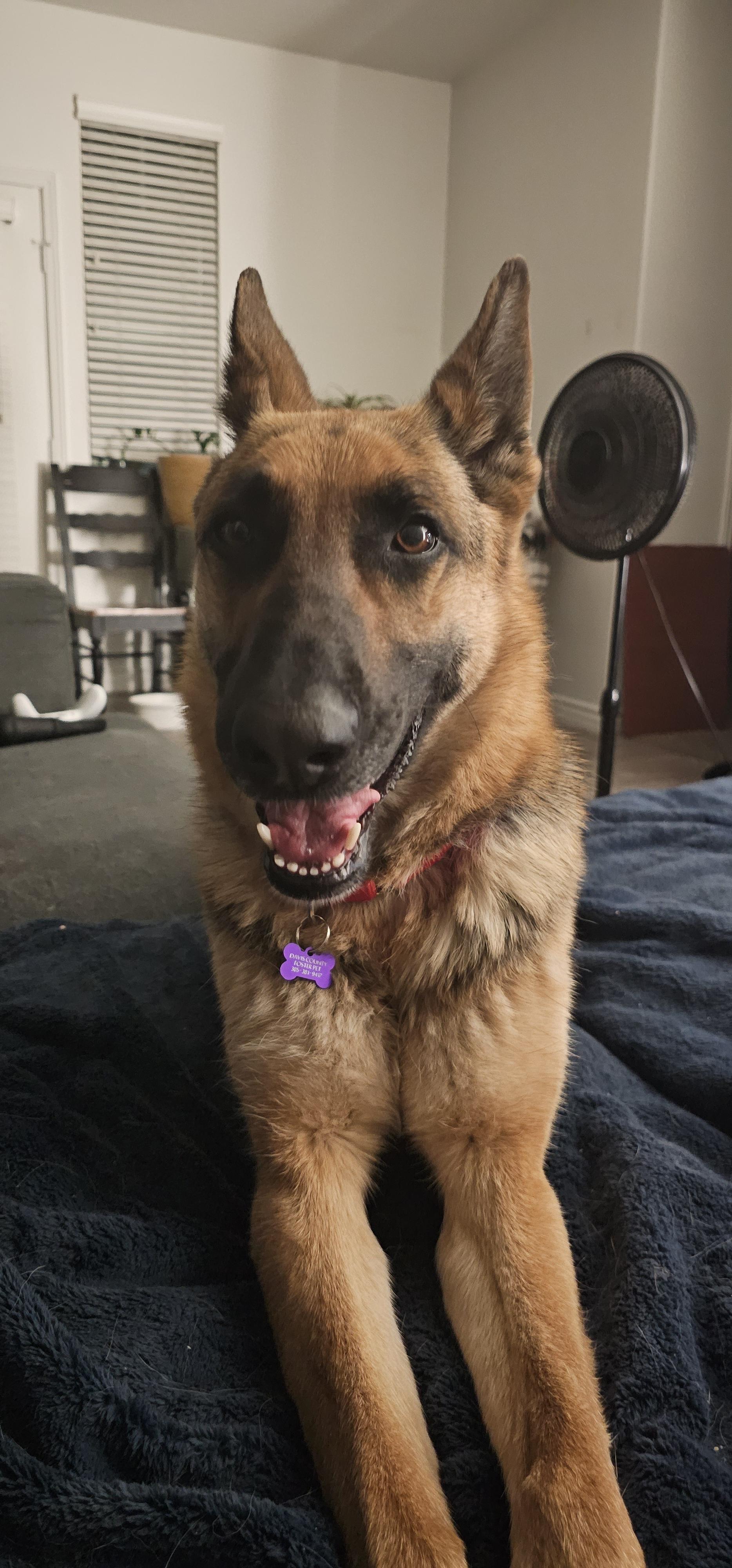 Enlarge Squirt, a Adoptable German Shepherd Dog in Fruit Heights, UT image 4/6