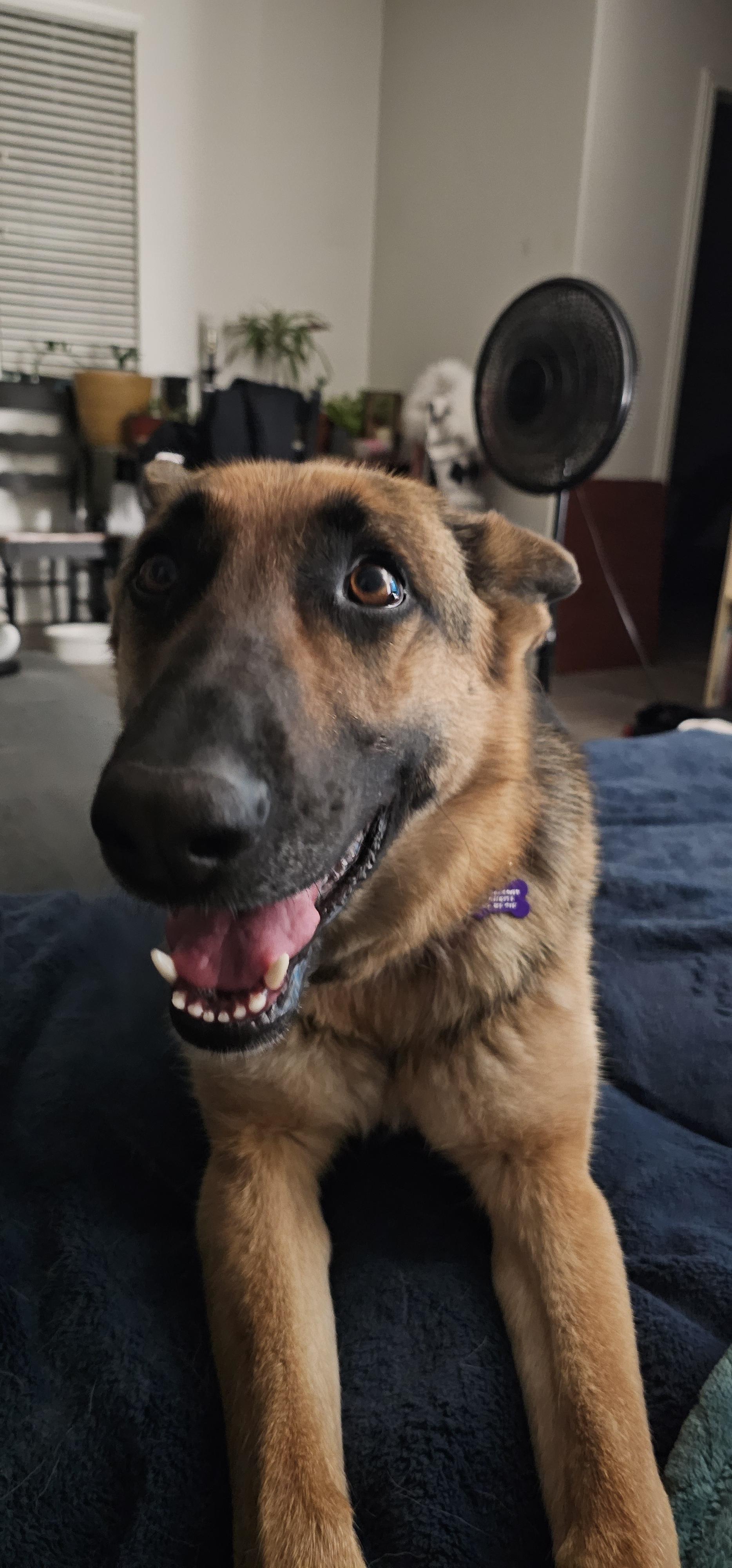 Enlarge Squirt, a Adoptable German Shepherd Dog in Fruit Heights, UT image 5/6