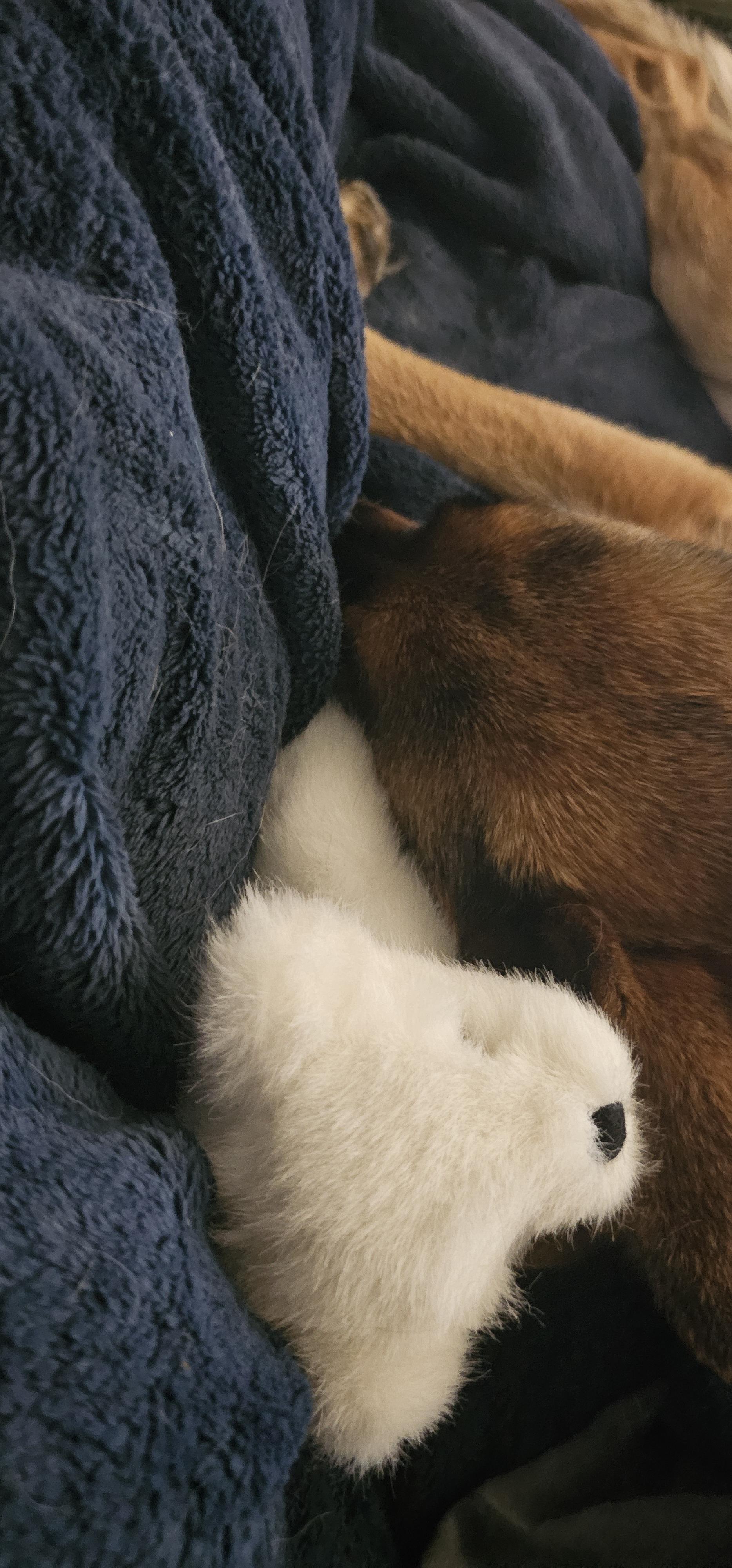 Enlarge Squirt, a Adoptable German Shepherd Dog in Fruit Heights, UT image 6/6