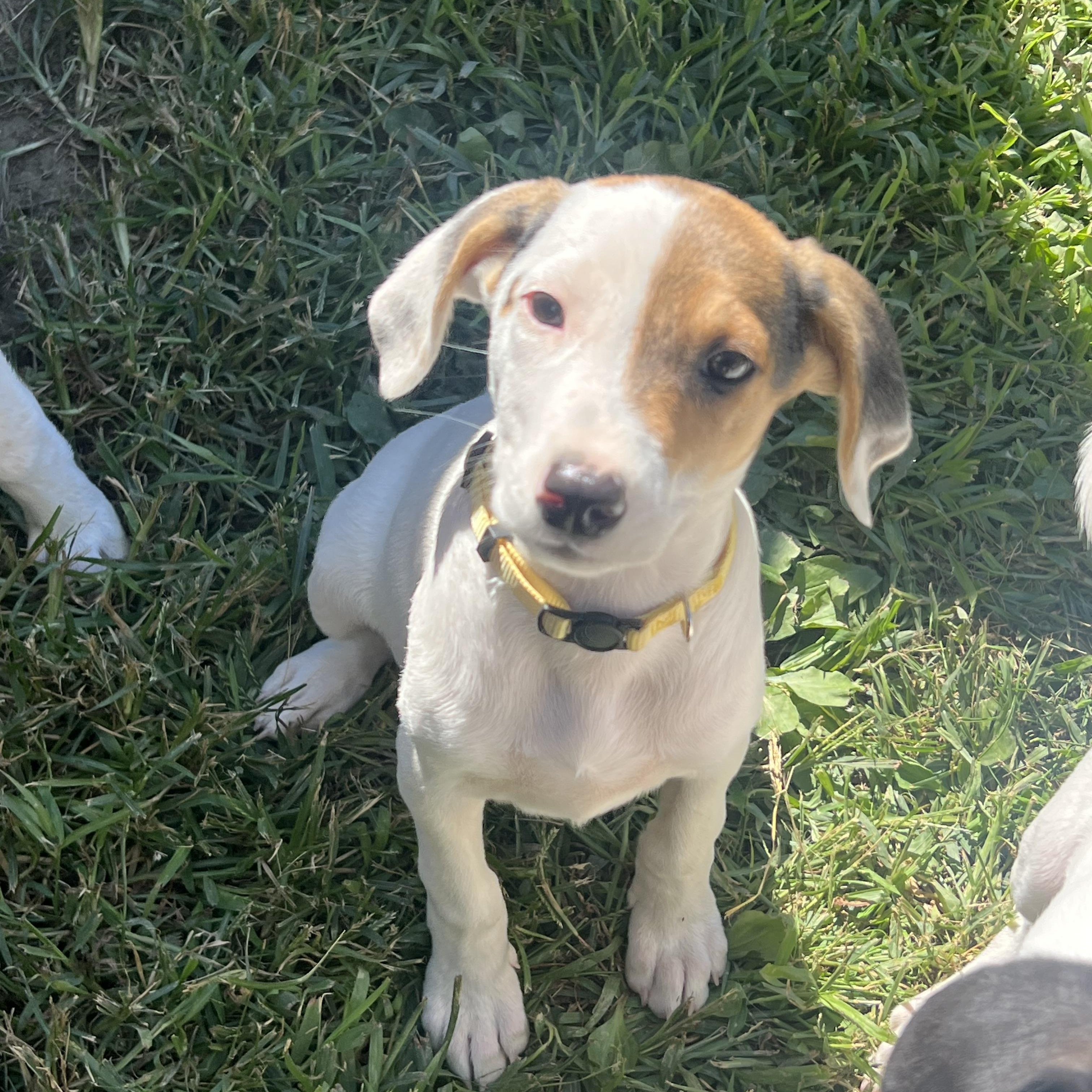 Nova