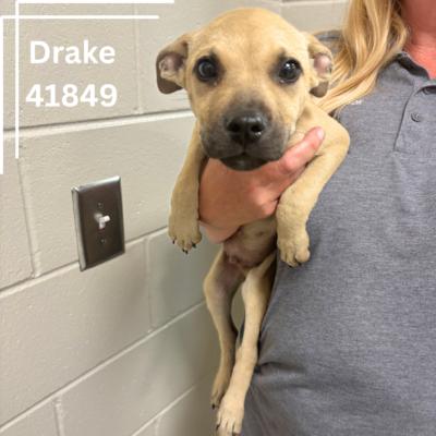 Drake, an adoptable Black Mouth Cur in Bainbridge, GA_image-1