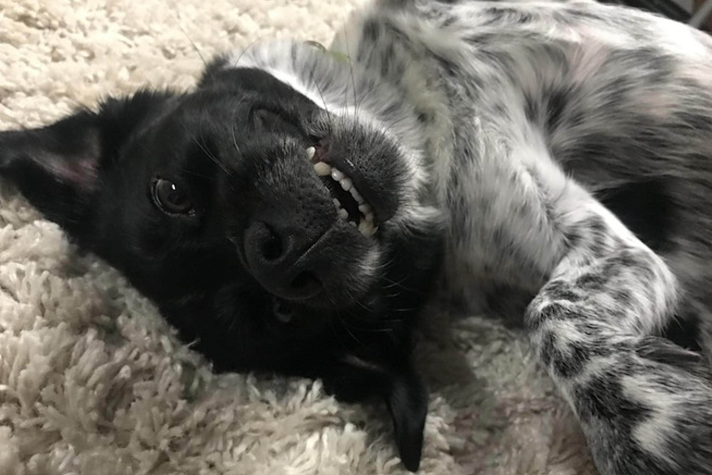 Enlarge Oreo, a Adoptable mixed breed in Madison Heights, MI image 3/6
