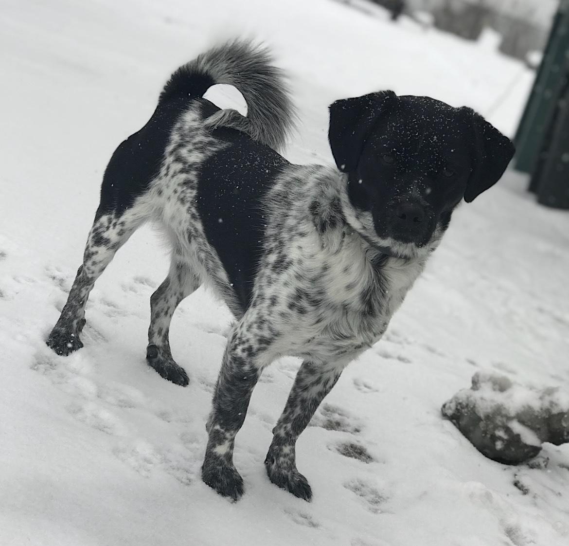 Enlarge Oreo, a Adoptable mixed breed in Madison Heights, MI image 4/6