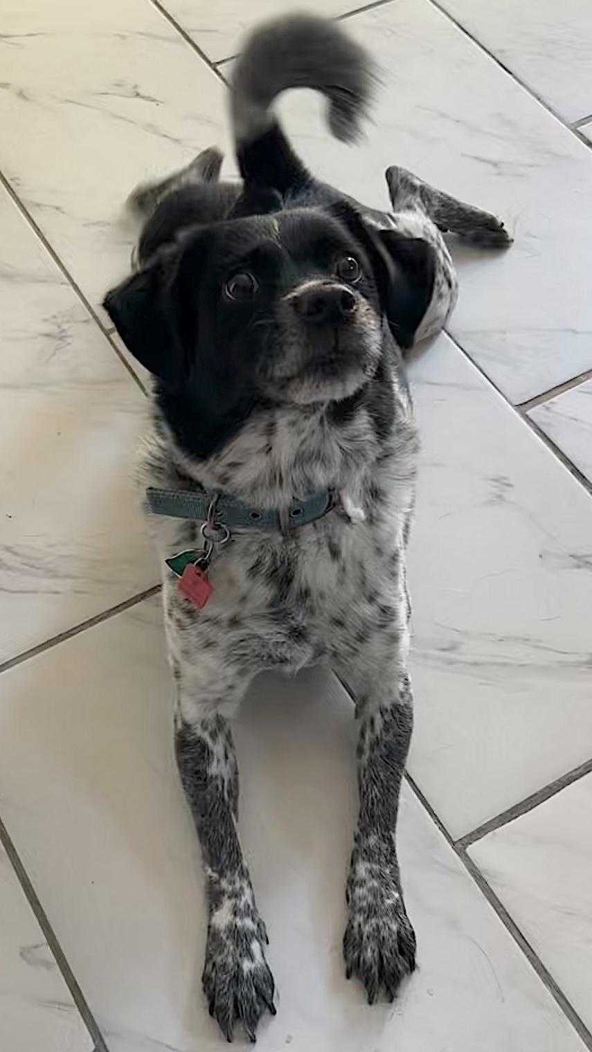 Enlarge Oreo, a Adoptable mixed breed in Madison Heights, MI image 2/6