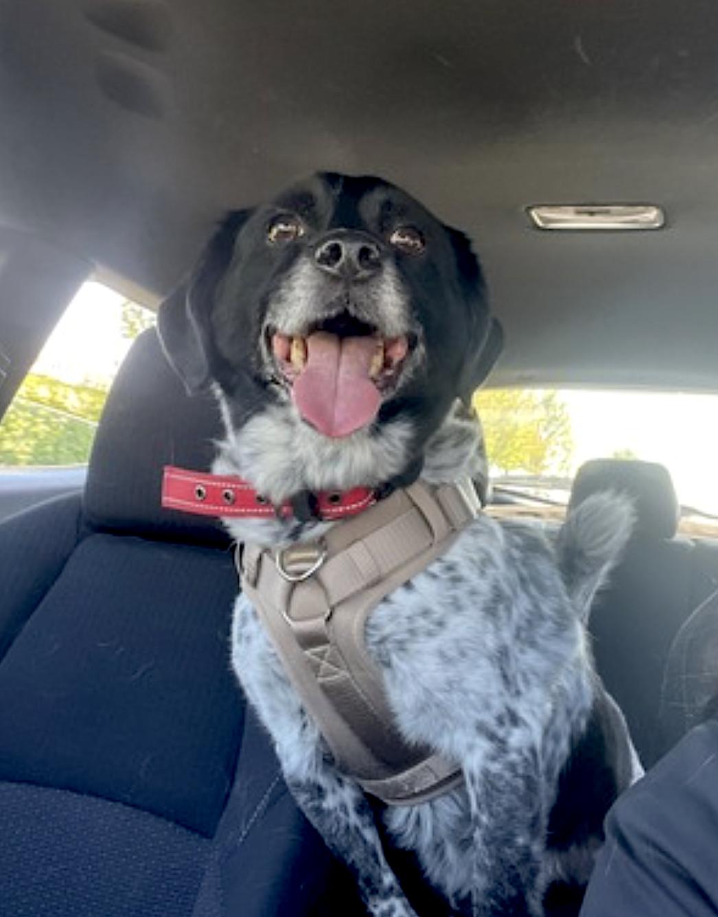 Enlarge Oreo, a Adoptable mixed breed in Madison Heights, MI image 5/6