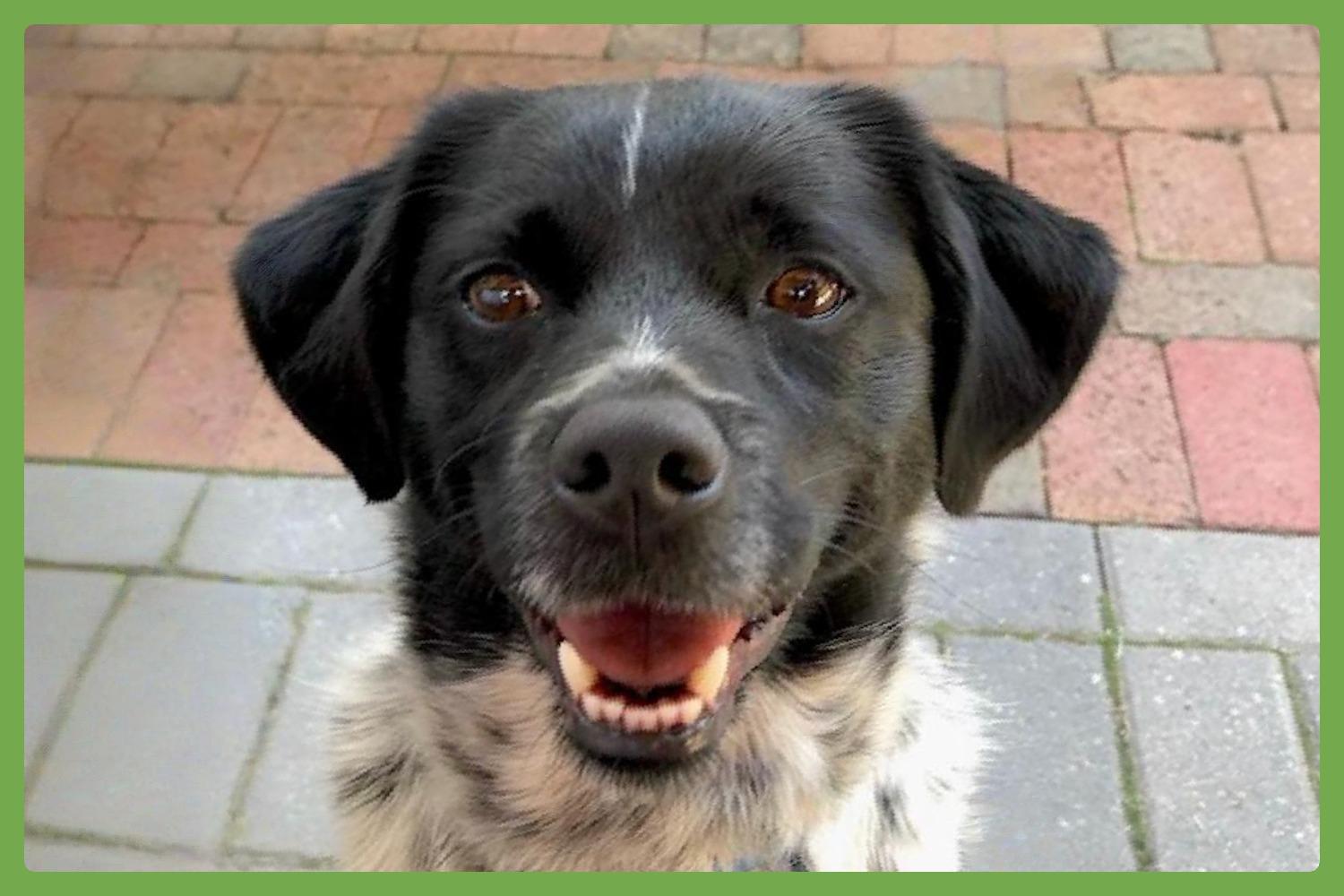Oreo, Adoptable, Senior Male Terrier & Pointer.