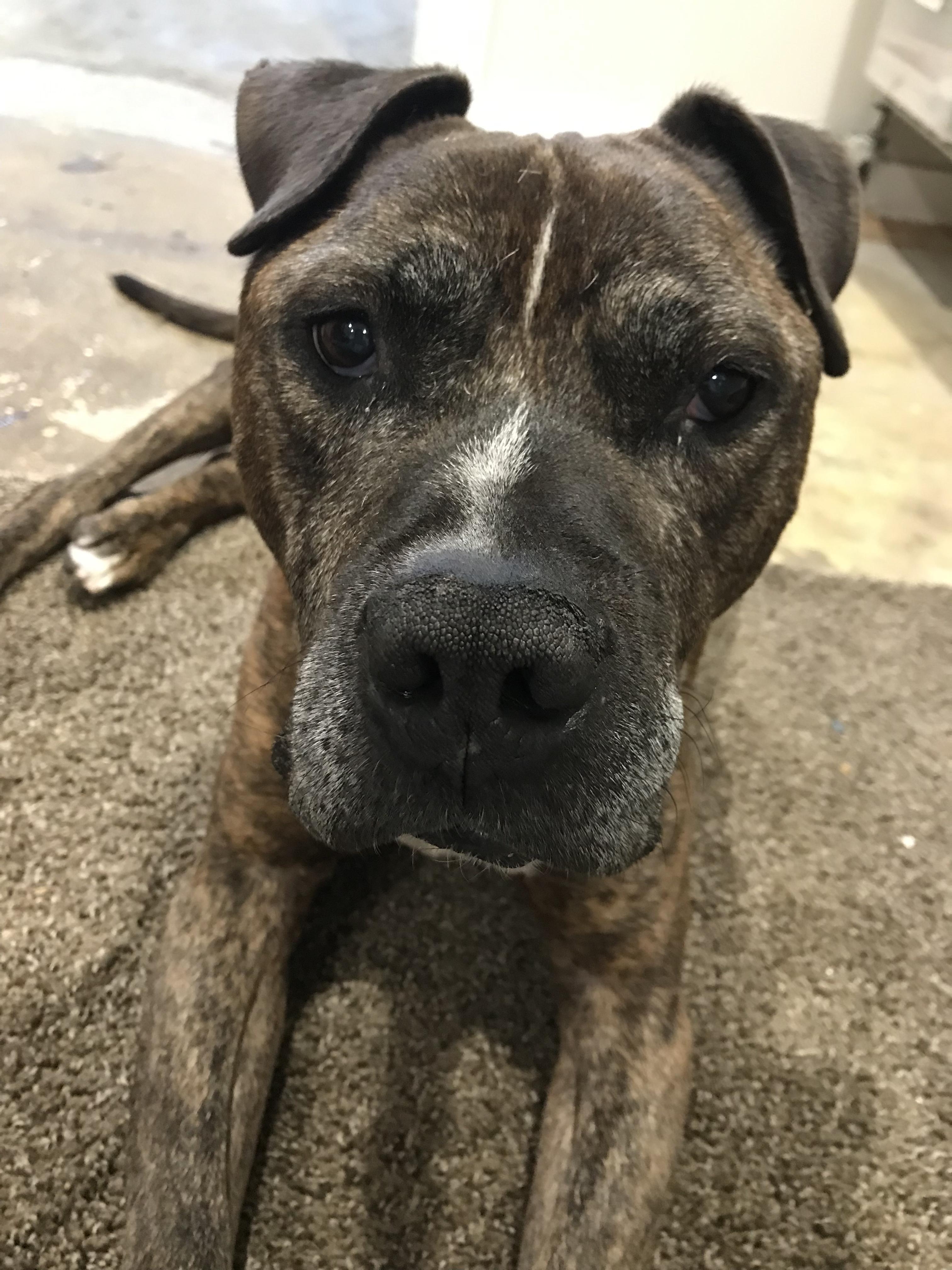 Enlarge Luke, a Adoptable mixed breed in Montclair, NJ image 2/4