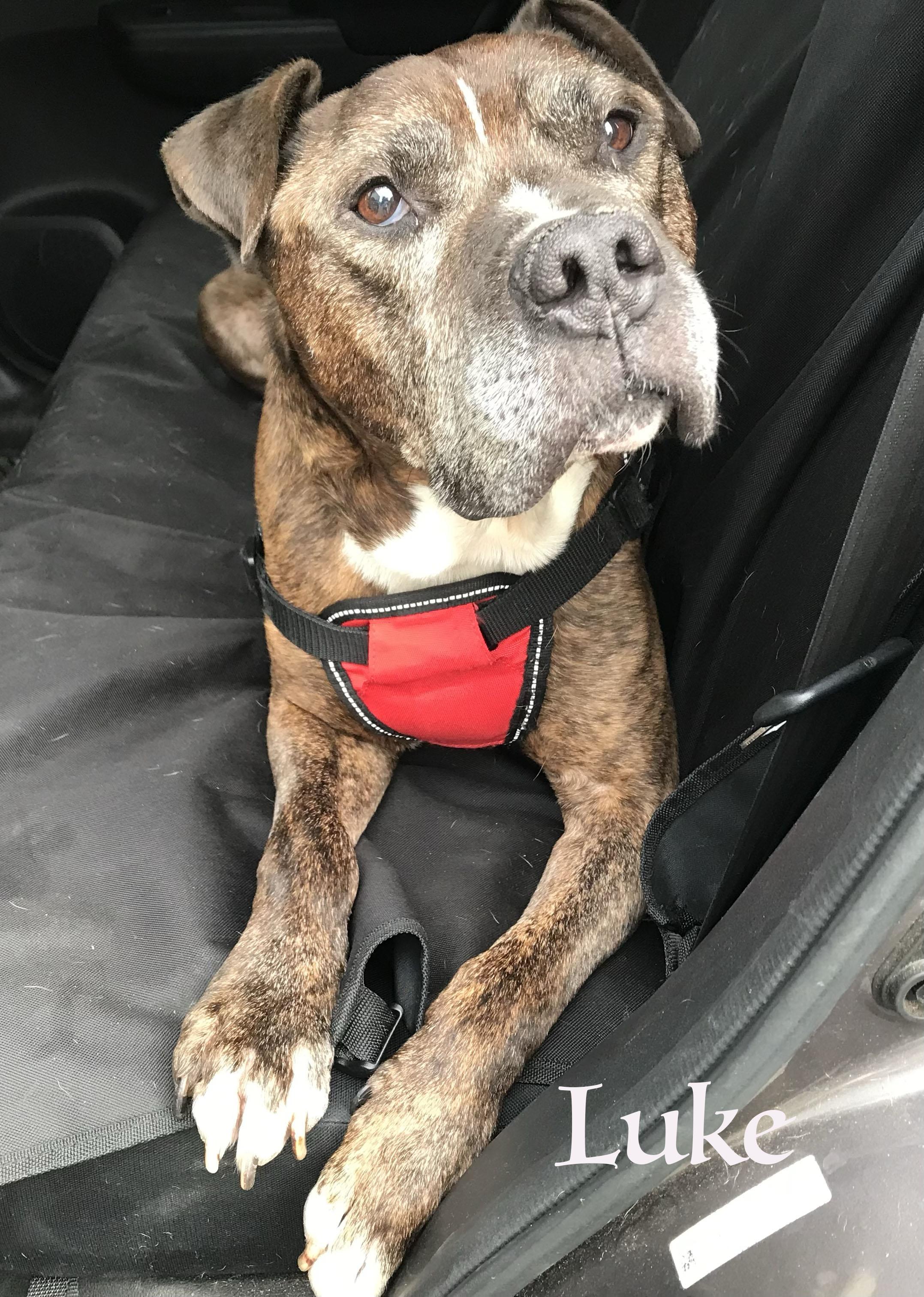 Luke, Adoptable, Senior Male American Staffordshire Terrier.