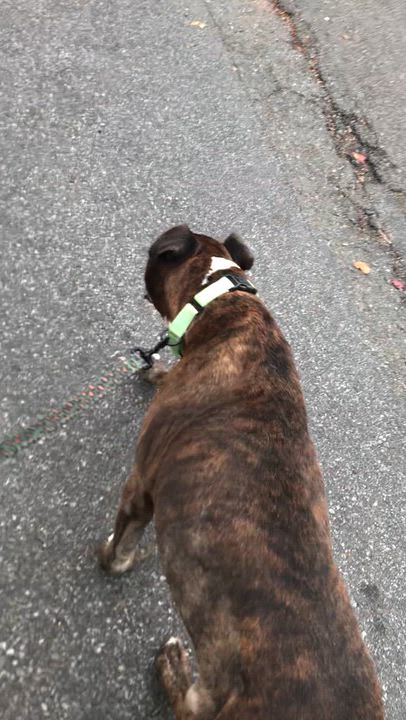 Enlarge Luke, a Adoptable mixed breed in Montclair, NJ video 4/4