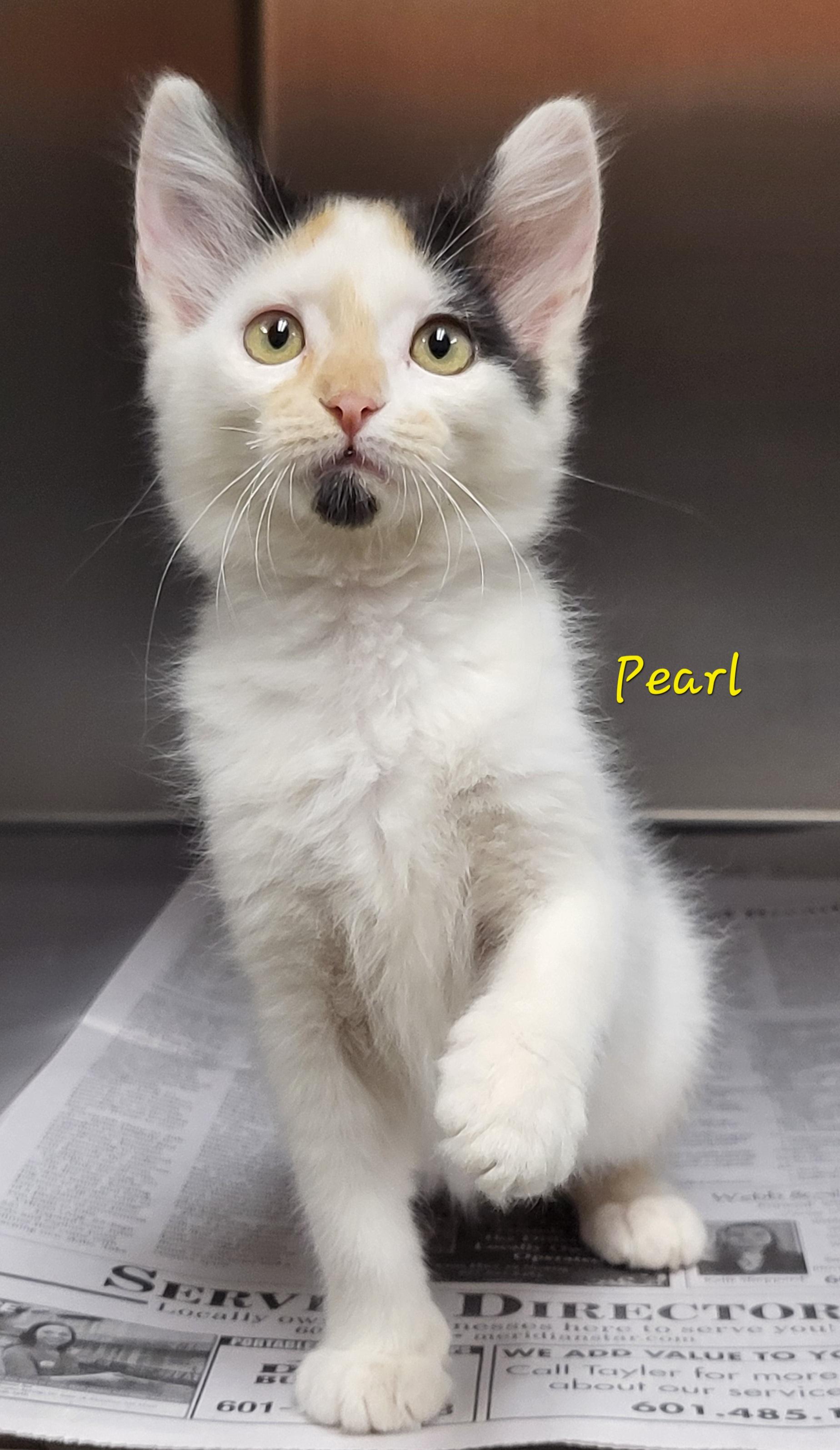 Pearl, adopted, Kitten Female Domestic Medium Hair.