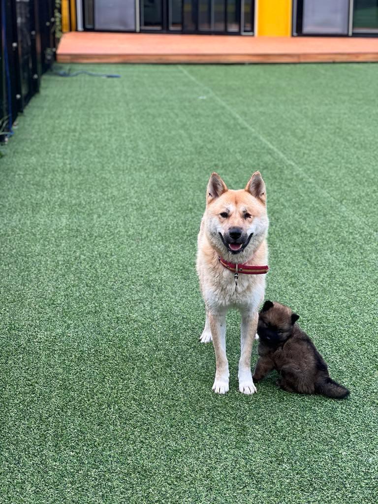 Wink, an adoptable Jindo in San Francisco, CA, 94115 | Photo Image 4