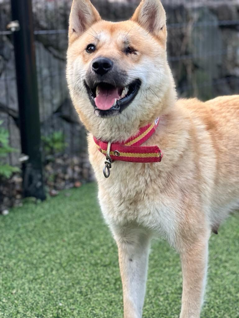 Wink, an adoptable Jindo in San Francisco, CA, 94115 | Photo Image 3