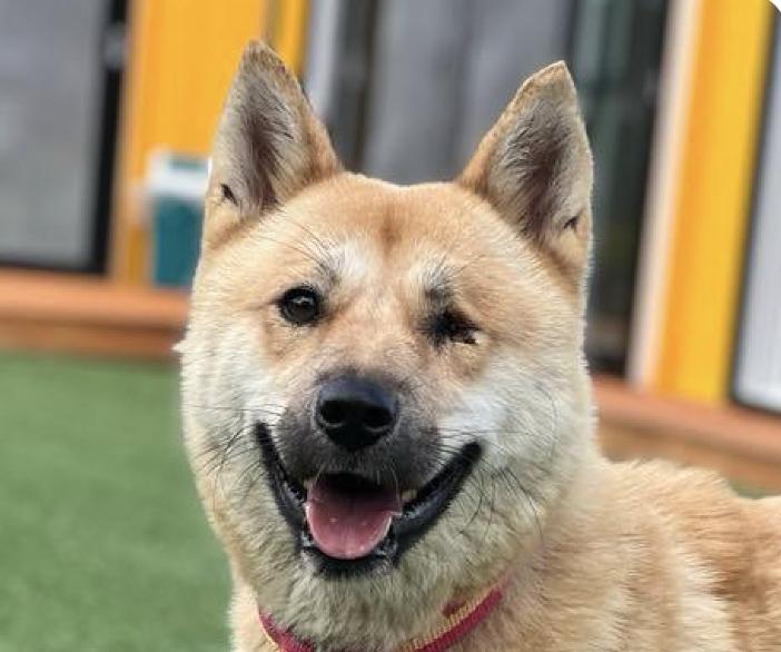 Wink, an adoptable Jindo in San Francisco, CA, 94115 | Photo Image 1