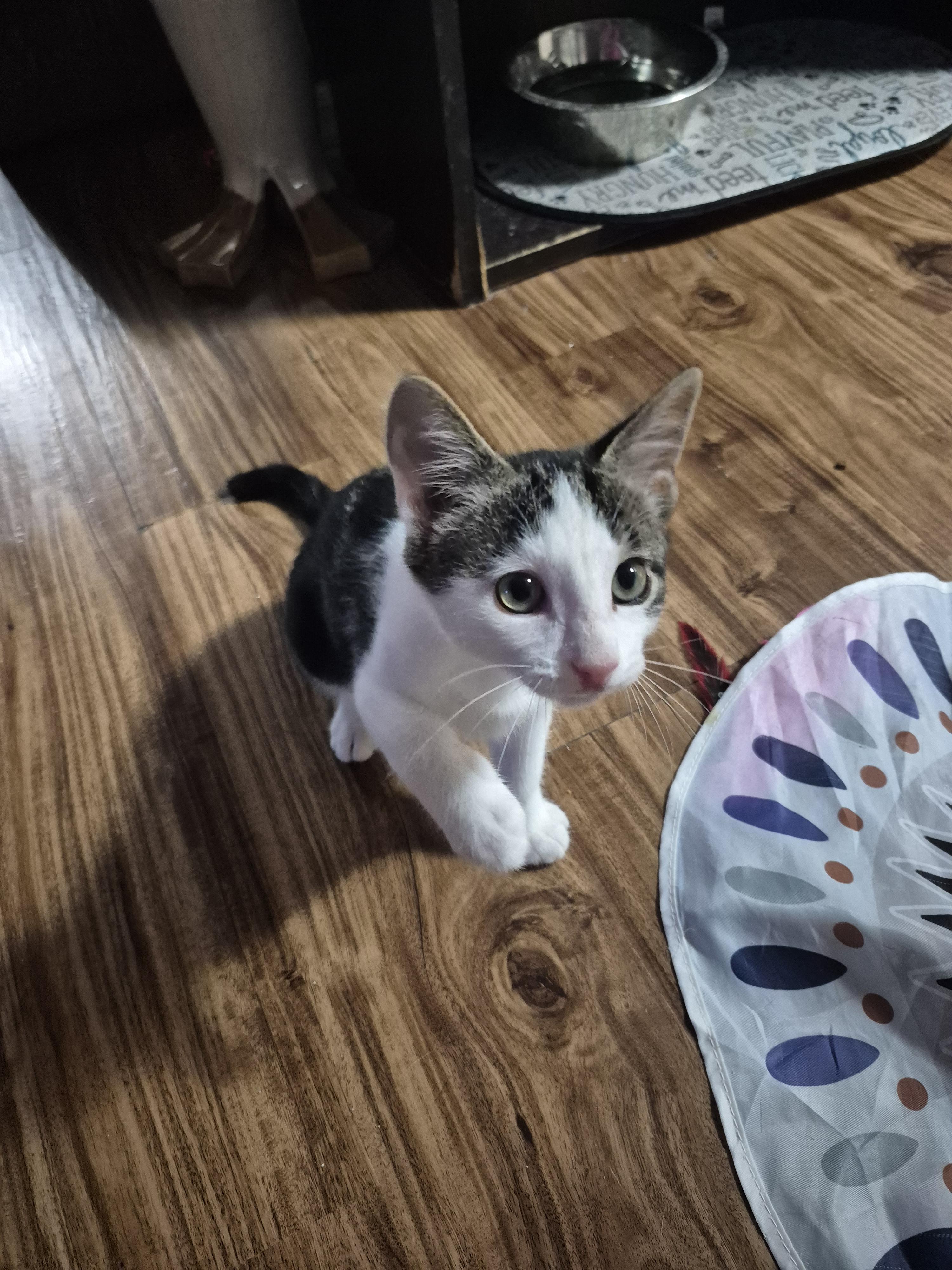 Cat sajak