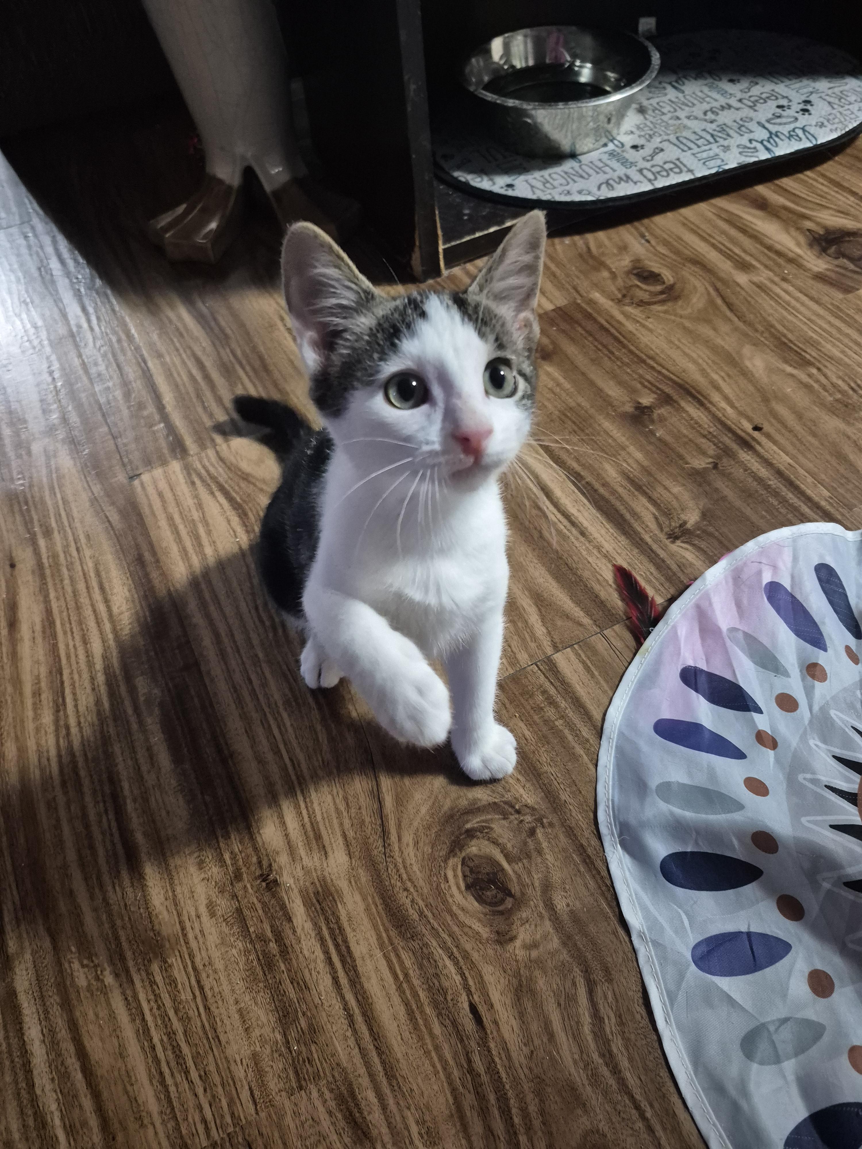 Cat sajak