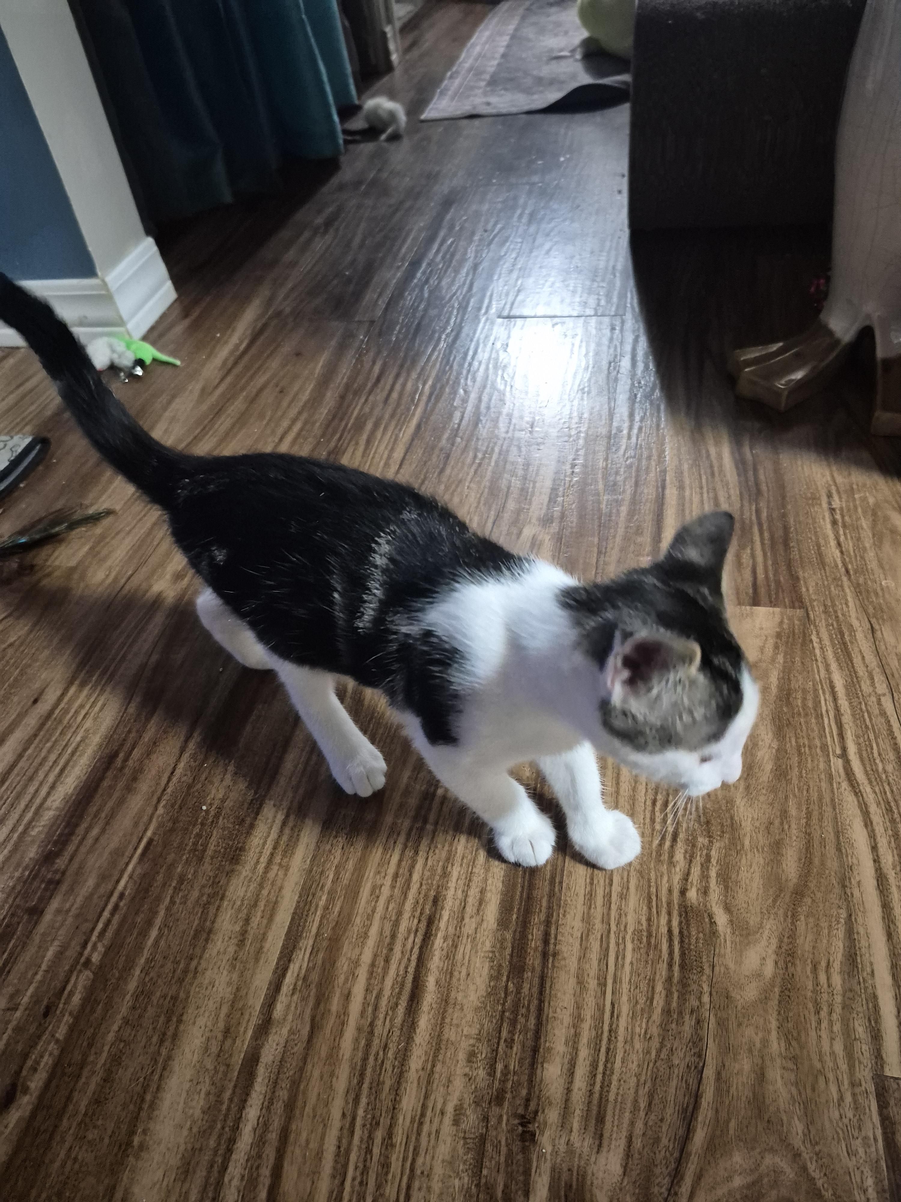 Cat sajak