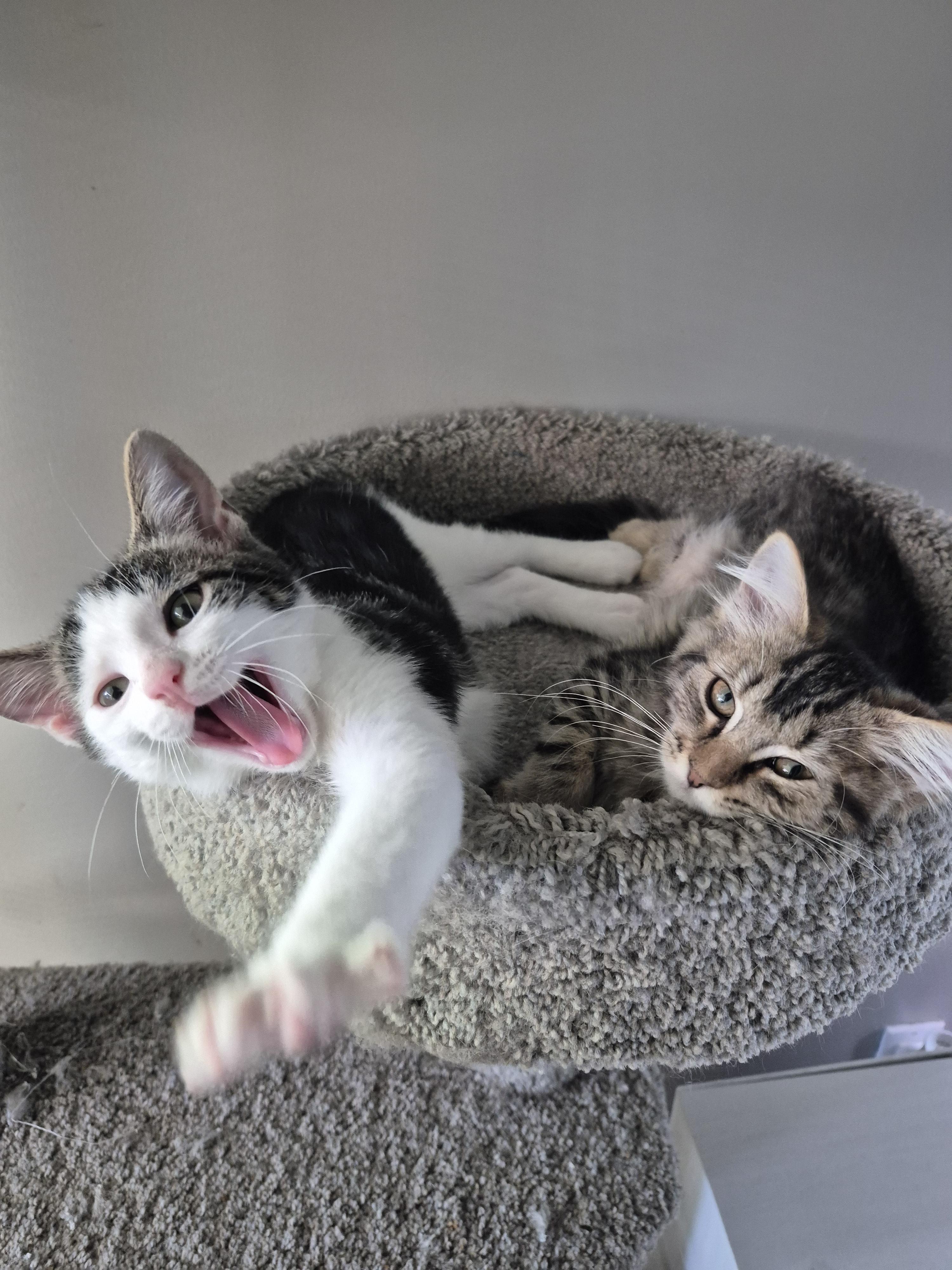 Cat sajak photo 2