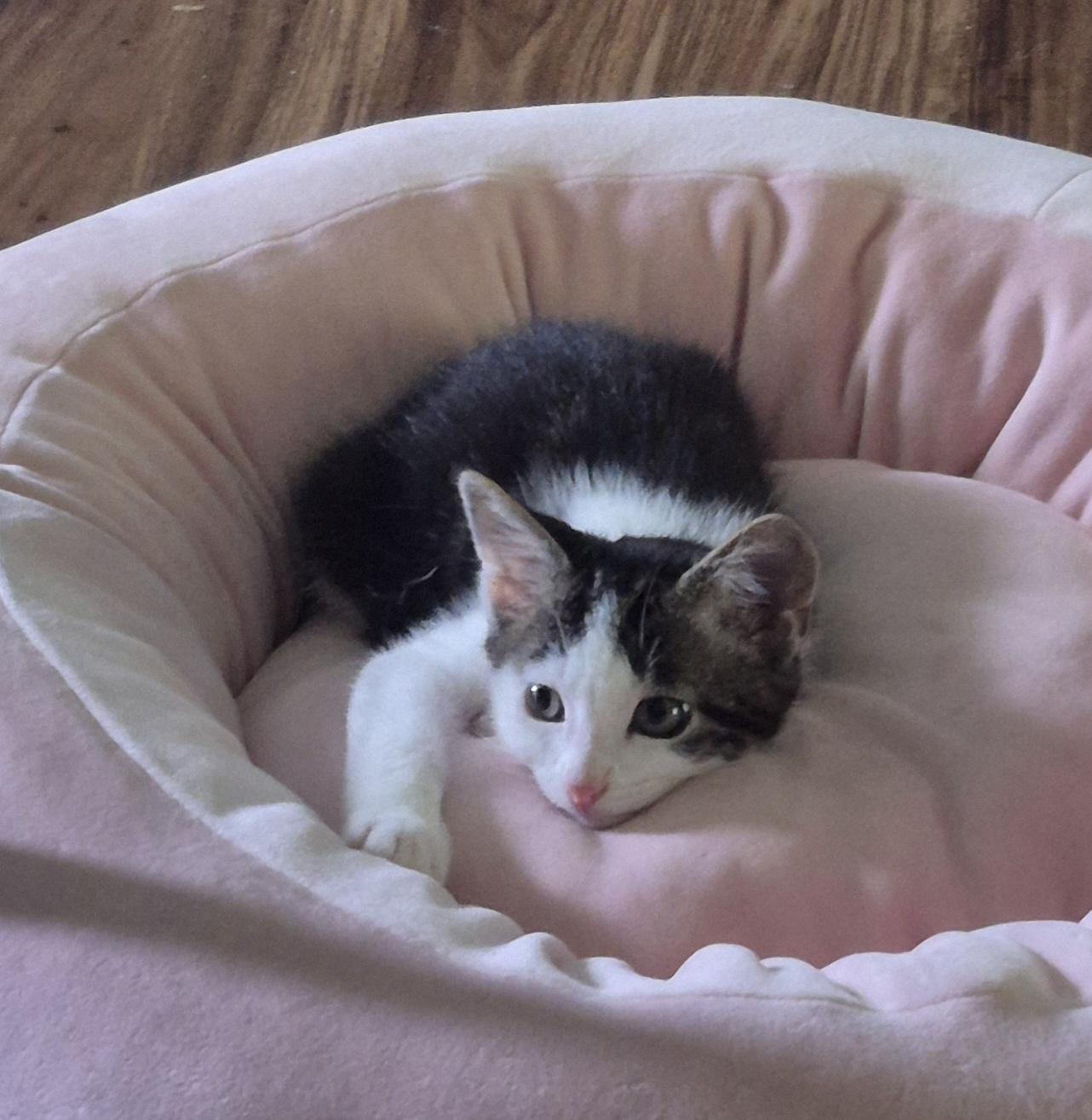 Cat sajak, Young Male unknown