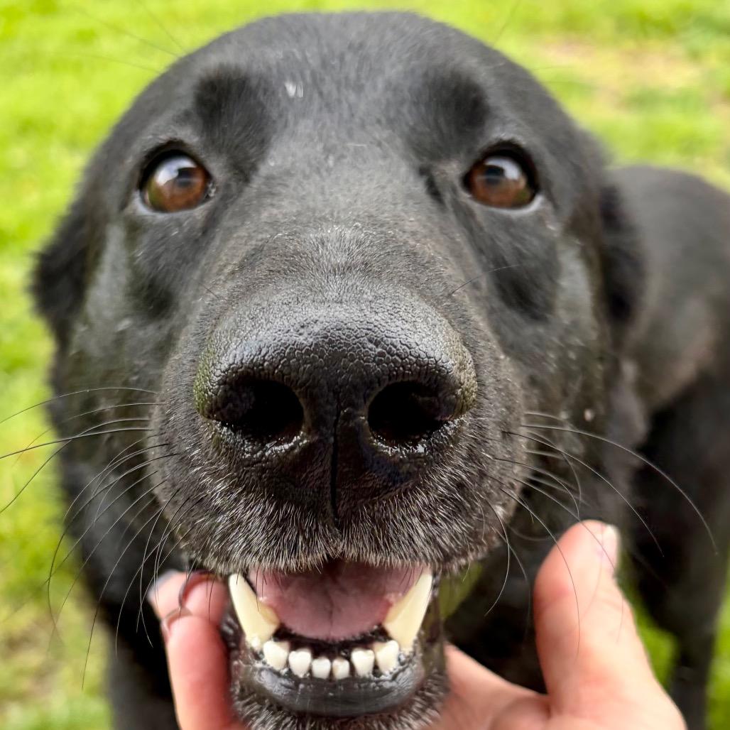 Jey, Adoptable, Young Male Labrador Retriever.