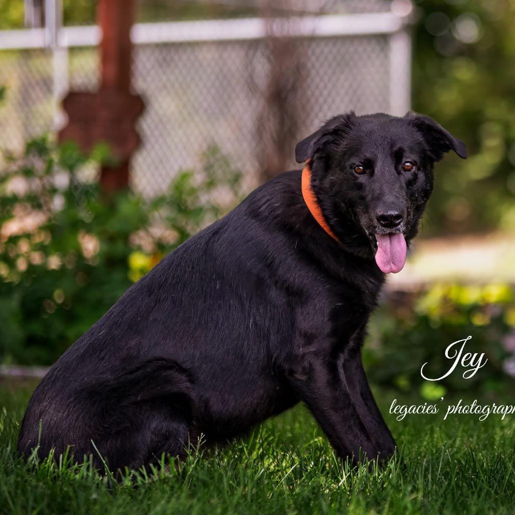 Jey, a Adoptable Labrador Retriever in Pekin, IL image 2/6