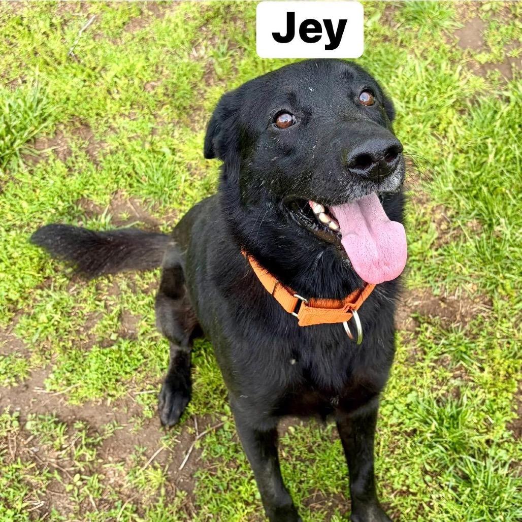 Jey, a Adoptable Labrador Retriever in Pekin, IL image 3/6