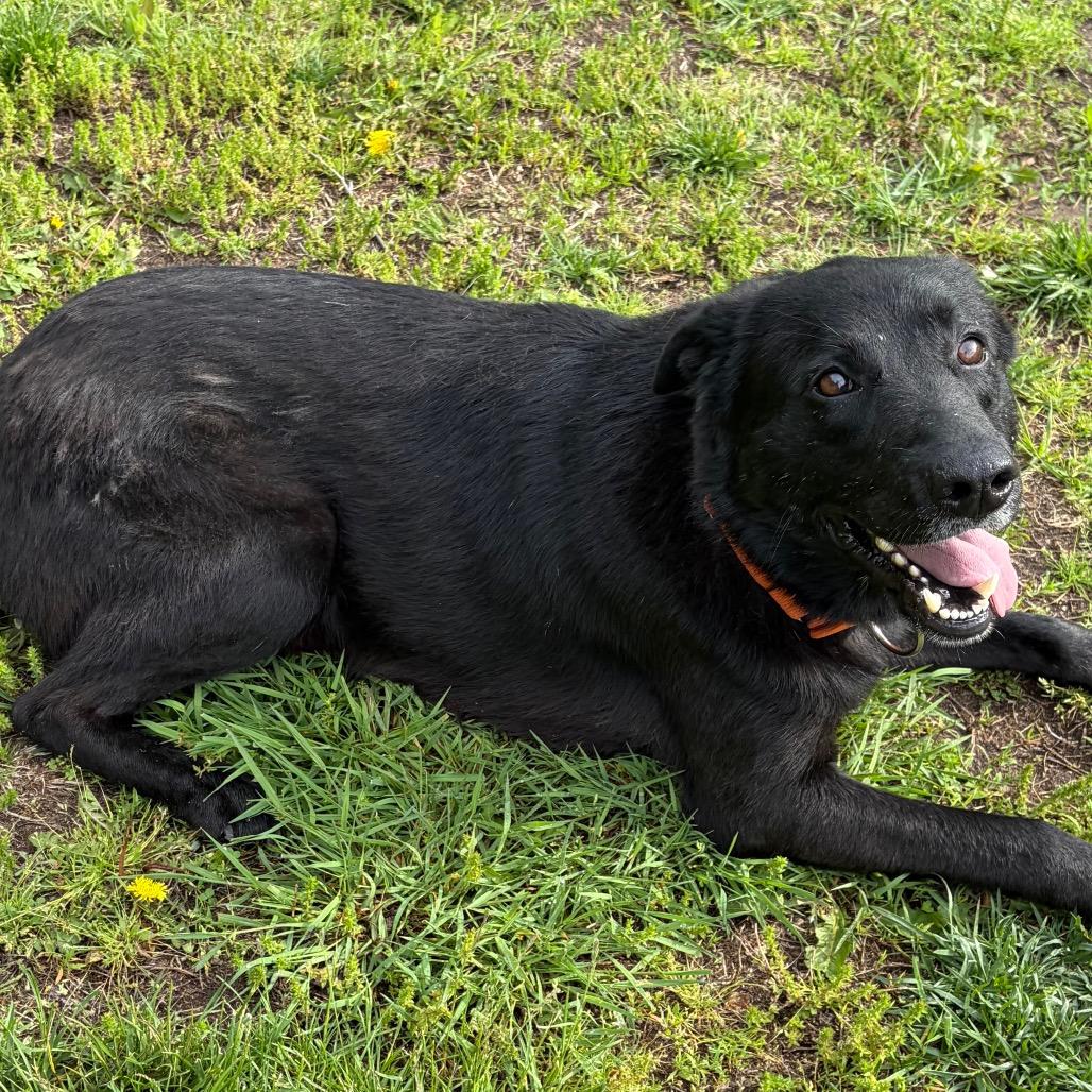 Jey, a Adoptable Labrador Retriever in Pekin, IL image 4/6