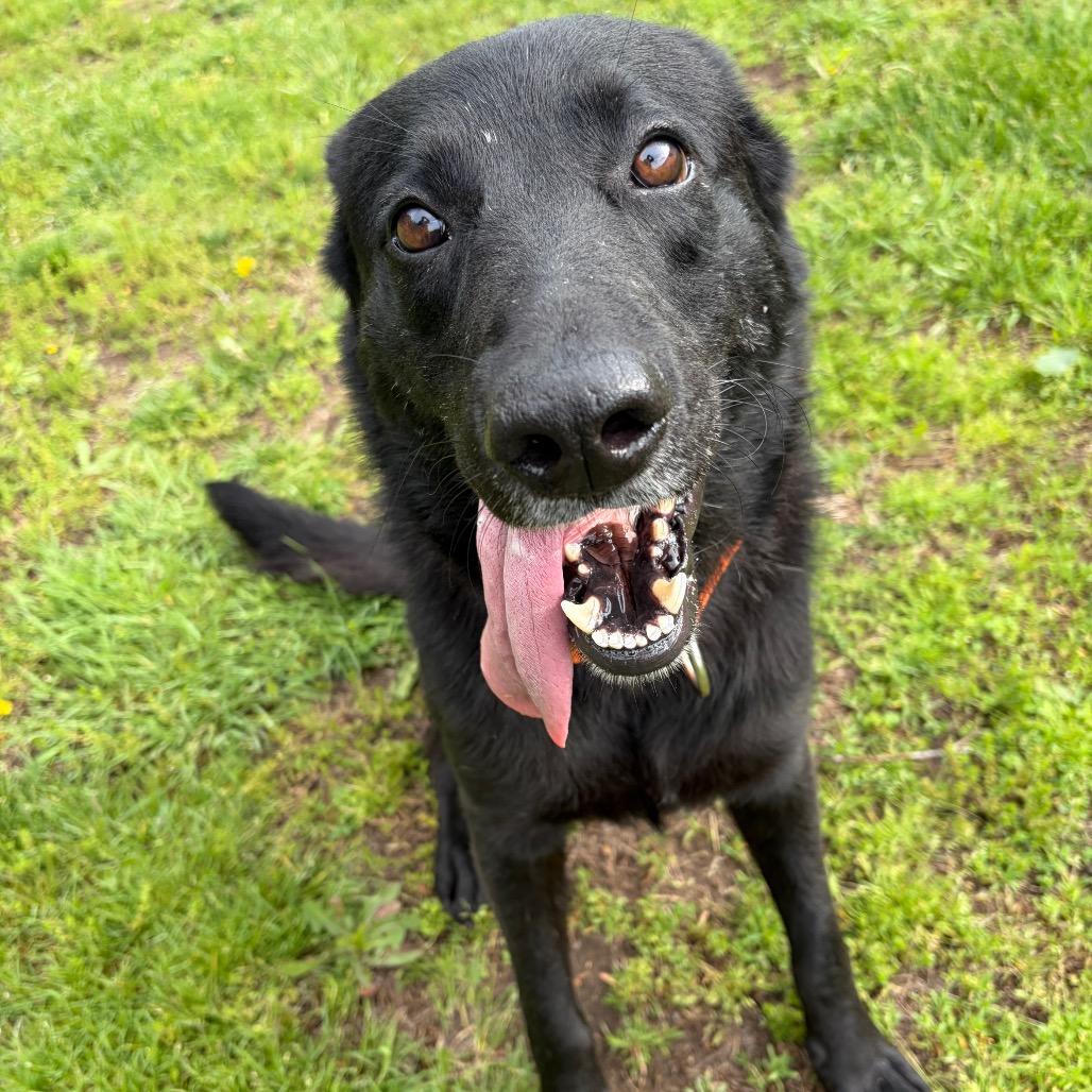 Jey, a Adoptable Labrador Retriever in Pekin, IL image 5/6